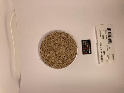 Click for 1 image(s) for this accession. SEED